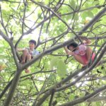 Kids in a tree