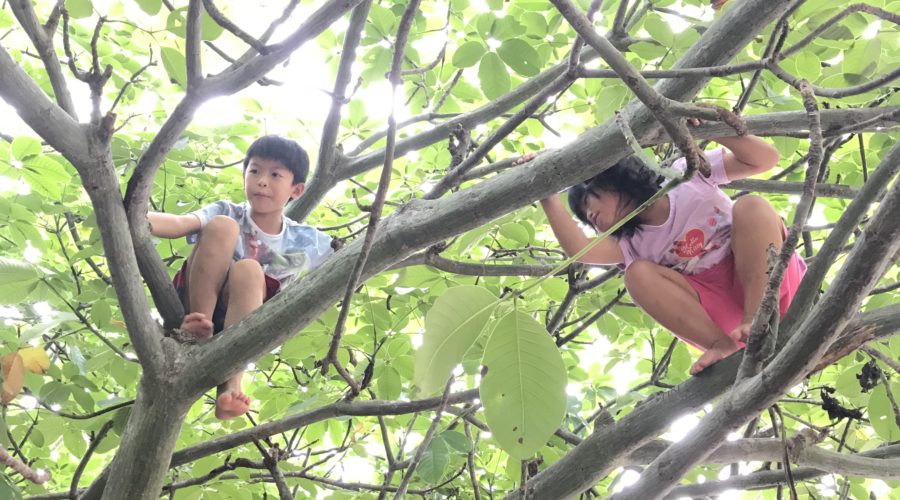 Kids in a tree