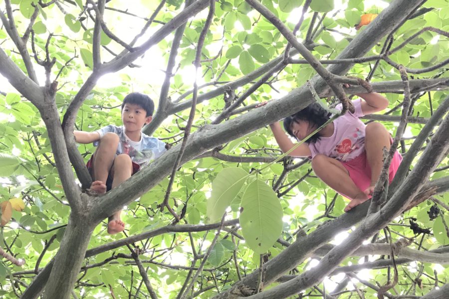 Kids in a tree