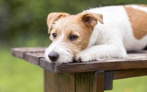 Dog reflecting on emotions